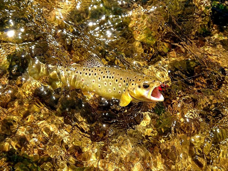 _20180507_111405 Fliegenfischen