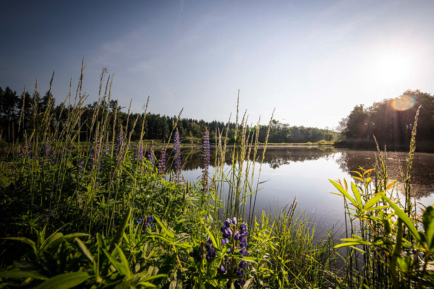 header_teich